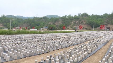 合水:食用菌产业为乡村振兴添活力